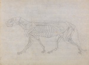 A Comparative Anatomical Exposition of the Structure of the Human Body with that of a Tiger and a Cow by George Stubbs